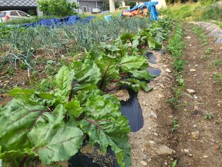 조상희님의 자유주제 · 자유게시판 작성글 사진