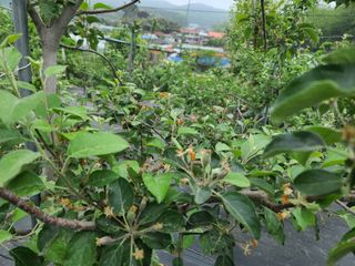 은혜농원(사과농사)님의 자유주제 · 자유게시판 작성글 사진