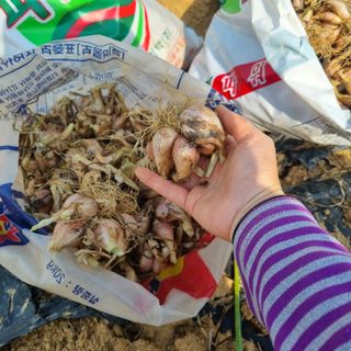 민들레님의 자유주제 · 자유게시판 작성글 사진