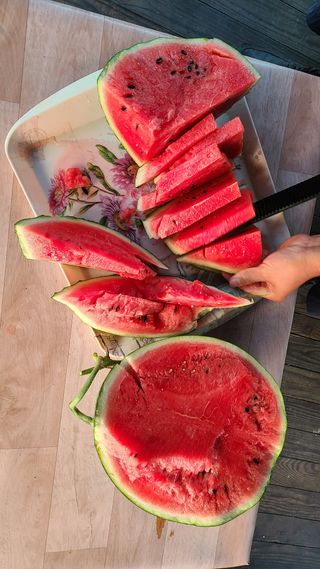 채종원님의 농사, 무엇이든 물어보세요! · 참여글 작성글 사진