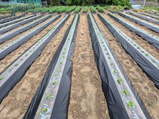 담디농원님의 자유주제 · 자유게시판 작성글 사진