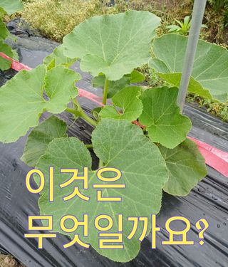 Agnes Oh님의 농사, 무엇이든 물어보세요! · 참여글 작성글 사진