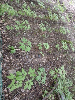 인생은 소풍처럼님의 자유주제 · 자유게시판 작성글 사진