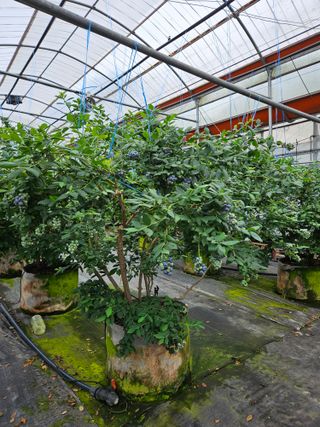 제주 지안이네농장님의 자유주제 · 자유게시판 작성글 사진