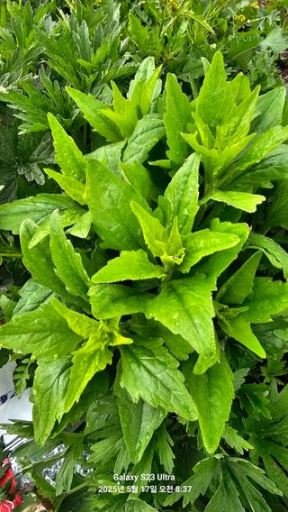 양경희님의 자유주제 · 자유게시판 작성글 사진