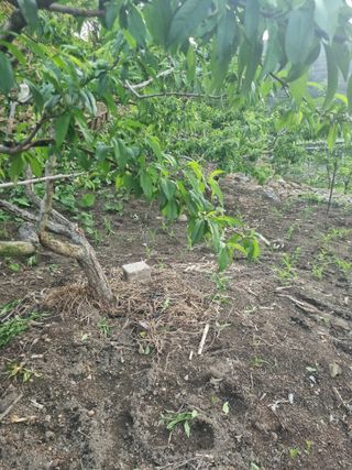 김용대님의 자유주제 · 자유게시판 작성글 사진