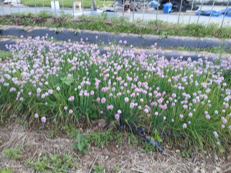 김상선님의 장터 판매 상품 [차이브모종 한덩이] 첨부 사진