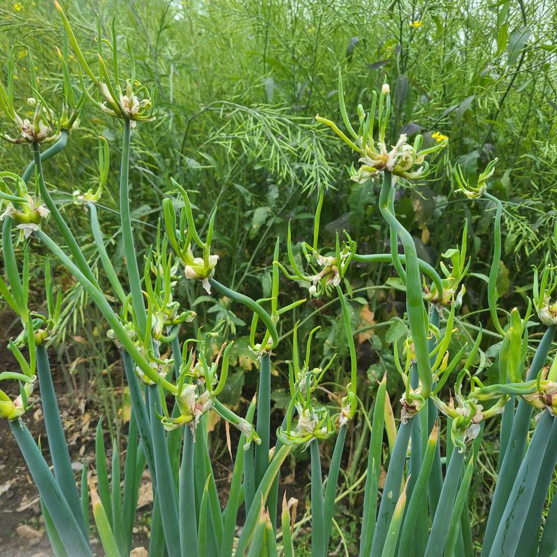 장터 상품 [삼동파 주아100개 판매완료됨] 썸네일