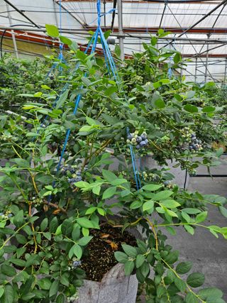 제주 지안이네농장님의 자유주제 · 자유게시판 작성글 사진