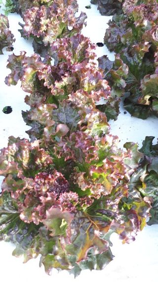 채종원님의 농사, 무엇이든 물어보세요! · 참여글 작성글 사진