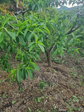 김용대님의 자유주제 · 자유게시판 작성글 사진