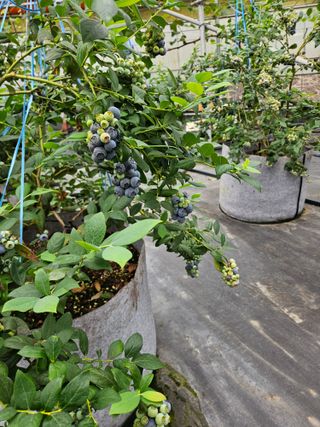 제주 지안이네농장님의 자유주제 · 자유게시판 작성글 사진