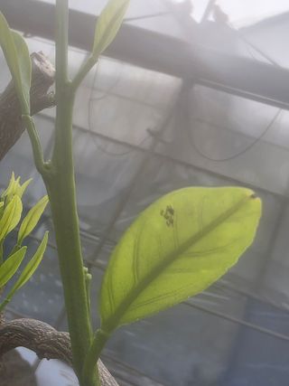 매실25557님의 귤 · 비료•농약 작성글 사진