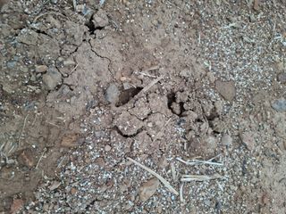 갑산 아리랑님의 농사, 무엇이든 물어보세요! · 참여글 작성글 사진