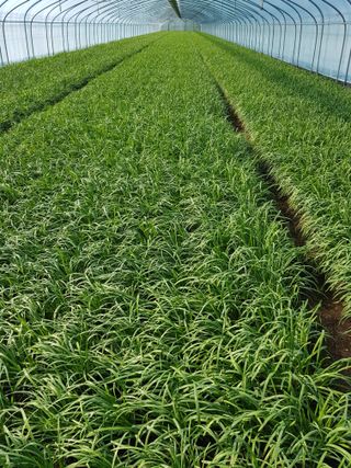 채종원님의 농사, 무엇이든 물어보세요! · 참여글 작성글 사진