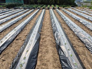 담디농원님의 자유주제 · 자유게시판 작성글 사진