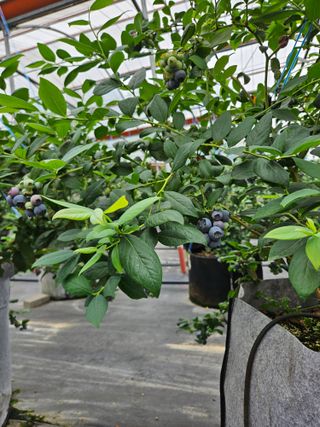 제주 지안이네농장님의 자유주제 · 자유게시판 작성글 사진