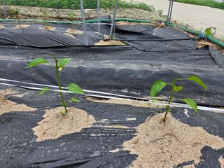 장두학님의 자유주제 · 자유게시판 작성글 사진