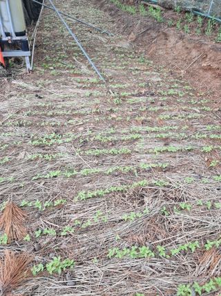최석화님의 농사, 무엇이든 물어보세요! · 참여글 작성글 사진