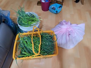 땅땅님의 마늘 · 일상 작성글 사진