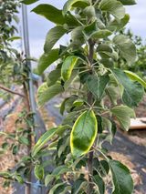 팜모닝 농사, 무엇이든 물어보세요!·참여글 게시글 이미지