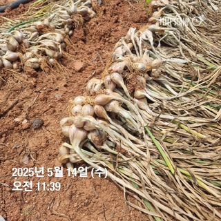 민들레님의 자유주제 · 자유게시판 작성글 사진