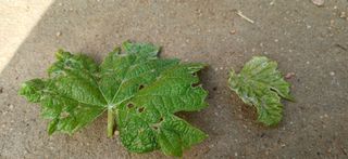 이영미님의 농사, 무엇이든 물어보세요! · 참여글 작성글 사진