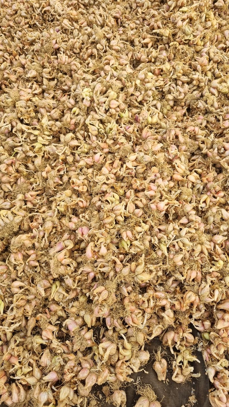 장터 상품 [쪽파종구30키로기준] 썸네일