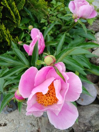 무료지식나눔 팜닥터님의 자유주제 · 사진전 작성글 사진