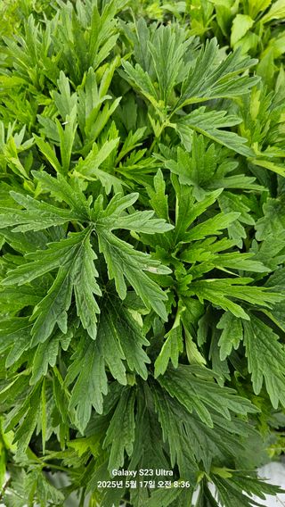 양경희님의 자유주제 · 자유게시판 작성글 사진