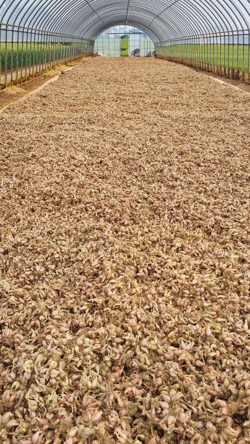 윤상연님의 장터 판매 상품 [쪽파종구30키로기준] 첨부 사진