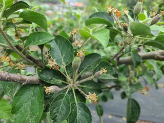 은혜농원(사과농사)님의 자유주제 · 자유게시판 작성글 사진