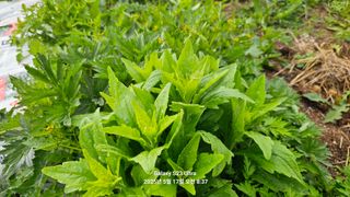 양경희님의 자유주제 · 자유게시판 작성글 사진