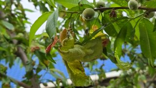 박주환님의 농사, 무엇이든 물어보세요! · 참여글 작성글 사진
