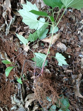 무료지식나눔 팜닥터님의 자유주제 · 자유게시판 작성글 사진