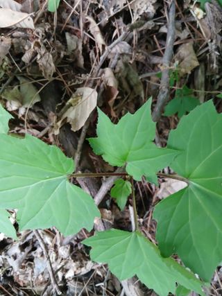 무료지식나눔 팜닥터님의 자유주제 · 자유게시판 작성글 사진