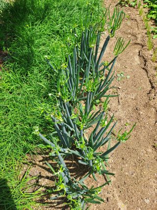열심히노력하자님의 농사, 무엇이든 물어보세요! · 참여글 작성글 사진
