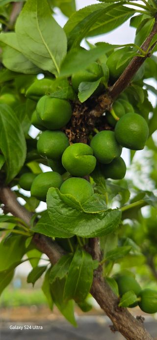청산님의 농사, 무엇이든 물어보세요! · 참여글 작성글 사진