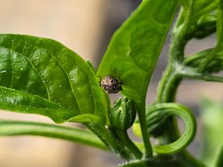 연모 자연의행복님의 농사, 무엇이든 물어보세요! · 참여글 작성글 사진