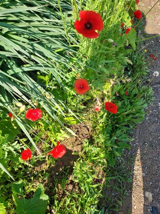 태일농산이정수님의 자유주제 · 자유게시판 작성글 사진