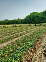 팜모닝 자유주제·자유게시판 게시글 이미지