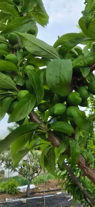 청산님의 농사, 무엇이든 물어보세요! · 참여글 작성글 사진