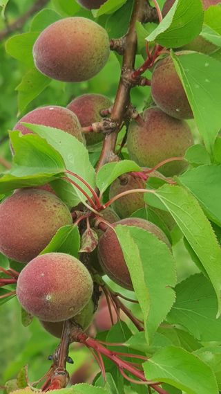 한밭농원님의 자유주제 · 자유게시판 작성글 사진