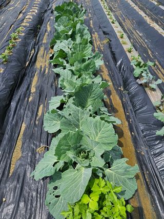 연승흠님의 자유주제 · 자유게시판 작성글 사진