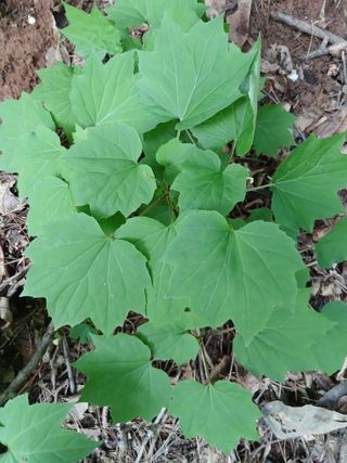 무료지식나눔 팜닥터님의 자유주제 · 자유게시판 작성글 사진