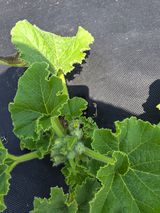 팜모닝 농사, 무엇이든 물어보세요!·참여글 게시글 이미지