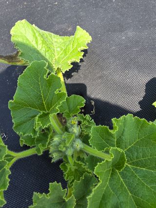 이건홍님의 농사, 무엇이든 물어보세요! · 참여글 작성글 사진