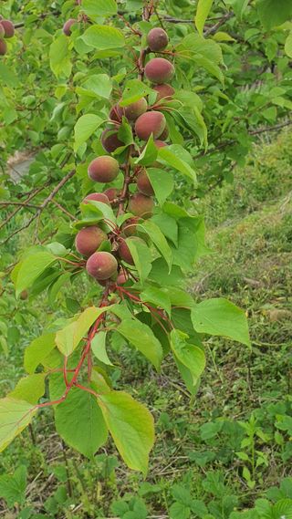 한밭농원님의 자유주제 · 자유게시판 작성글 사진