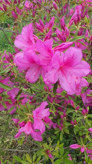 한밭농원님의 자유주제 · 자유게시판 작성글 사진