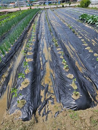 연승흠님의 자유주제 · 자유게시판 작성글 사진